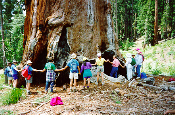 Sequoia Wild Heritage Project Logo