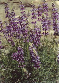 Lupine in the Rincon Proposed Wilderness Addition