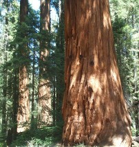 Giant Sequoias on the Camp Nelson Trail of Slate Mountain Proposed Wilderness