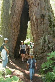 Wishbone Tree - Slate Mountain Roadless Area